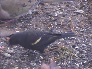 Red Wing Blackbird