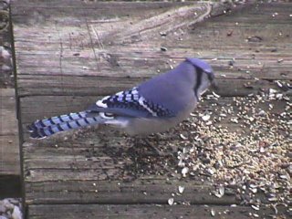 Blue Jay