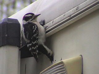 Hairy Woodpecker