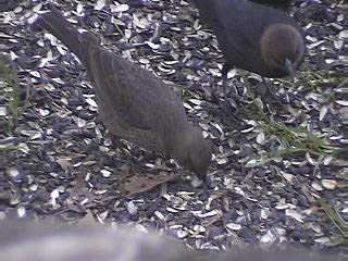 Brown Headed Cow Birds (M & F)