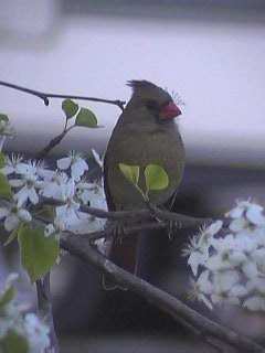 Cardinal (Female) in Bradford Pear