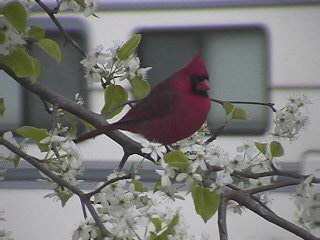 Cardinal (M) in Bradford Pear