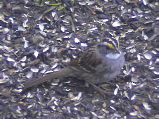 White Throated Sparrow