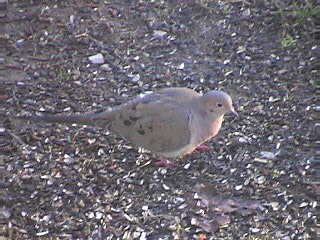 Mourning Dove