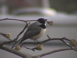 Chickadee