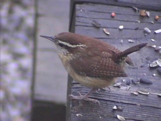 Carolina Wren