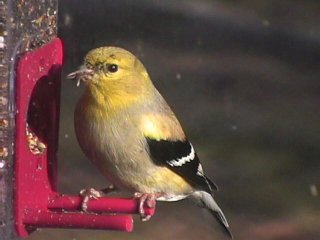 Gold Finch