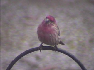 House Finch (male)