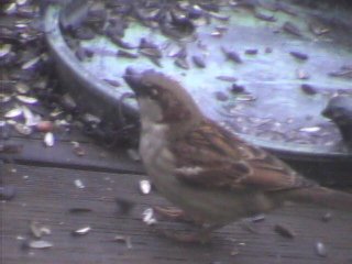 House Sparrow