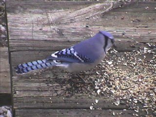 Blue Jay