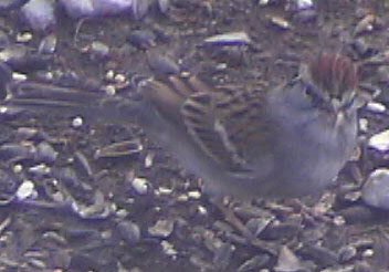Chipping Sparrow?